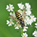 Pollenwespe (Ceramius lusitanicus)